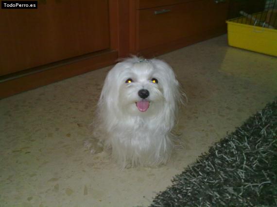 La foto del perro
