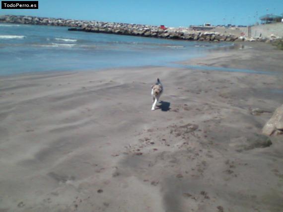 La foto del perro