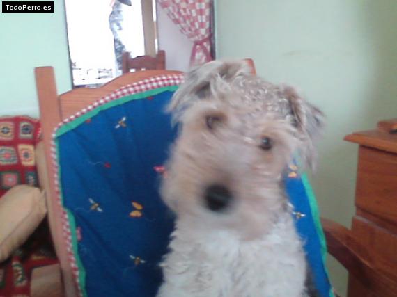 La foto del perro