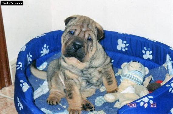 La foto del perro