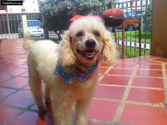 La foto del perro