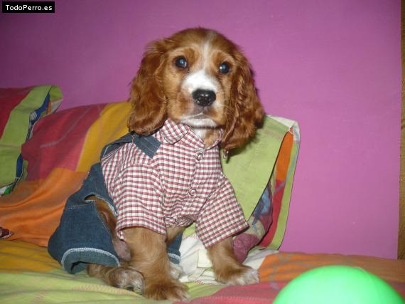 La foto del perro