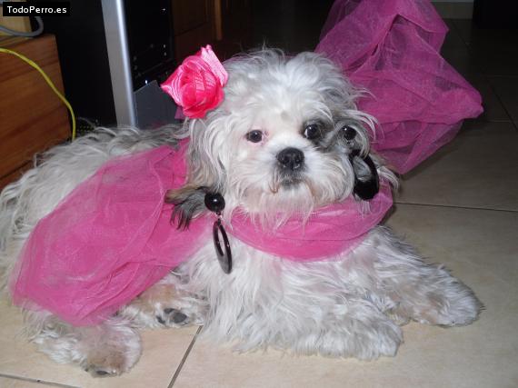 La foto del perro