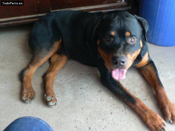 La foto del perro