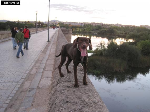 La foto del perro