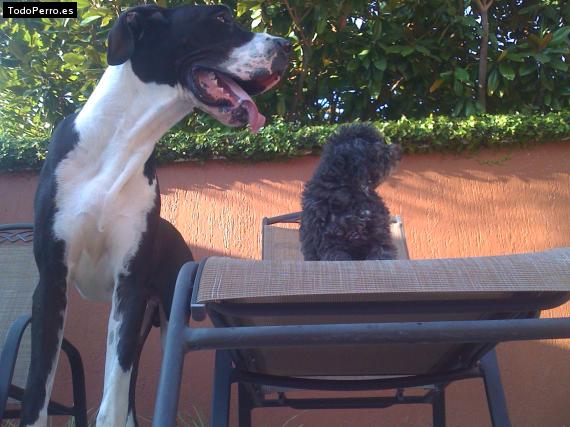 La foto del perro