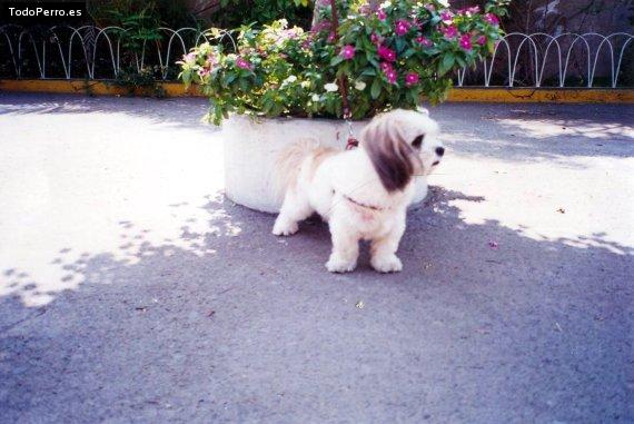La foto del perro