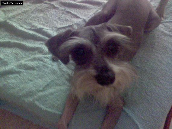 La foto del perro
