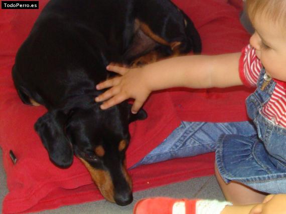 La foto del perro