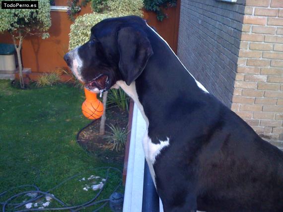 La foto del perro
