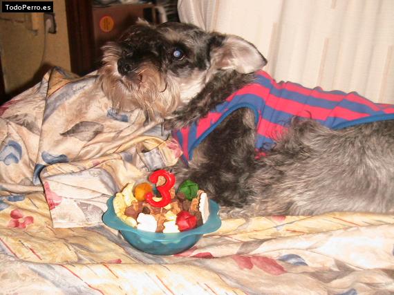 La foto del perro