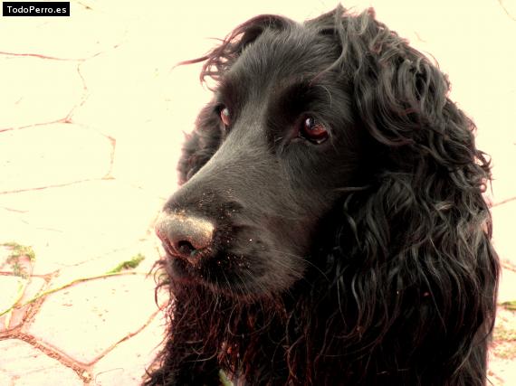 La foto del perro