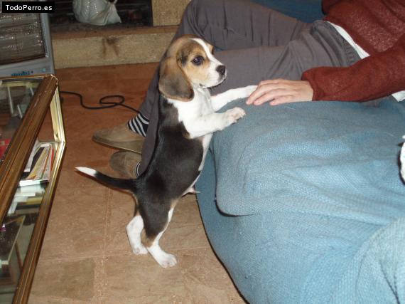 La foto del perro