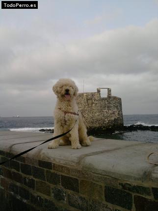 La foto del perro