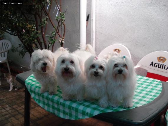 La foto del perro