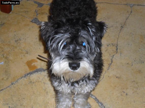 La foto del perro