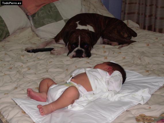 La foto del perro