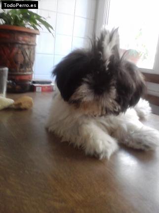 La foto del perro