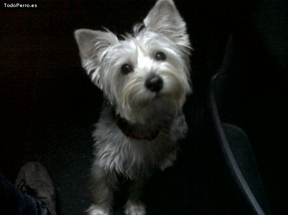 La foto del perro