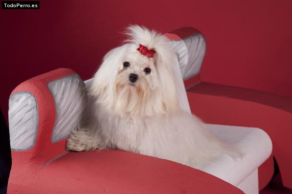 La foto del perro