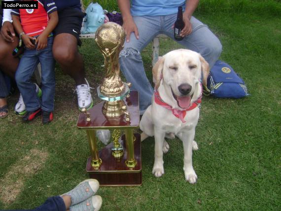 La foto del perro
