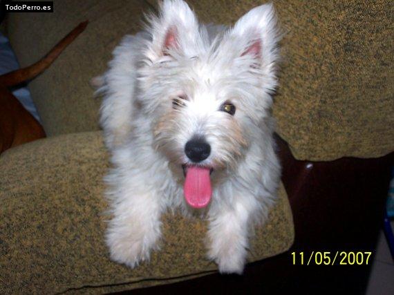 La foto del perro