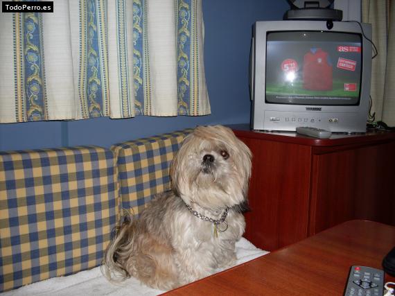 La foto del perro