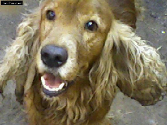 La foto del perro