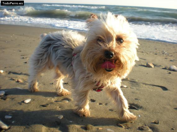 La foto del perro