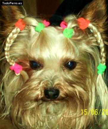 La foto del perro