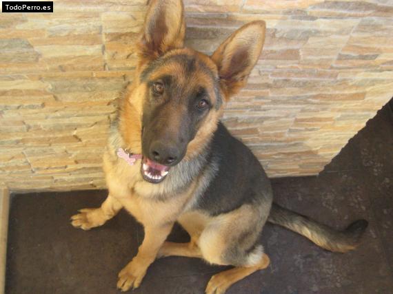 La foto del perro