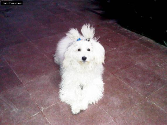 La foto del perro