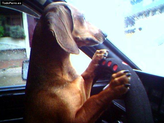 La foto del perro