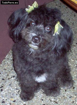 Foto del perro Samantha
