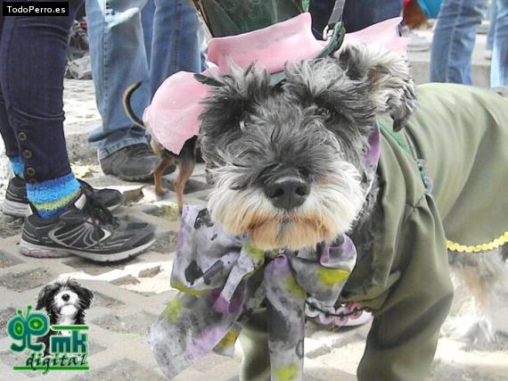 La foto del perro