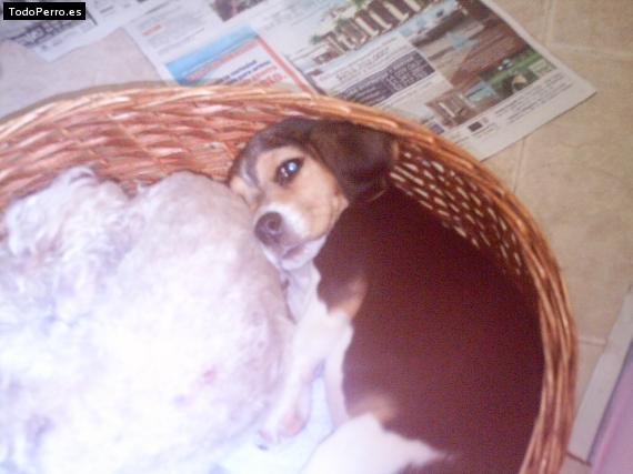 La foto del perro