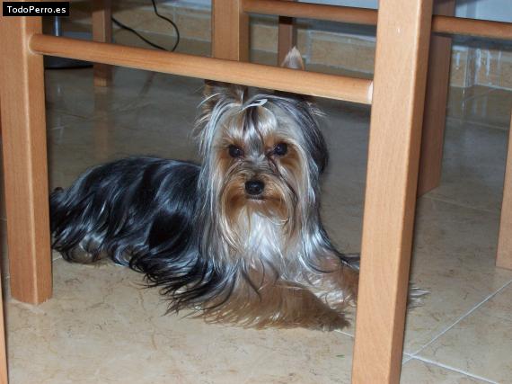 La foto del perro