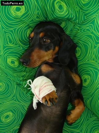 La foto del perro