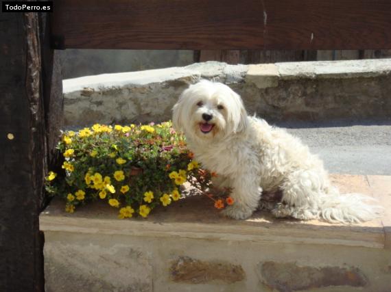 La foto del perro