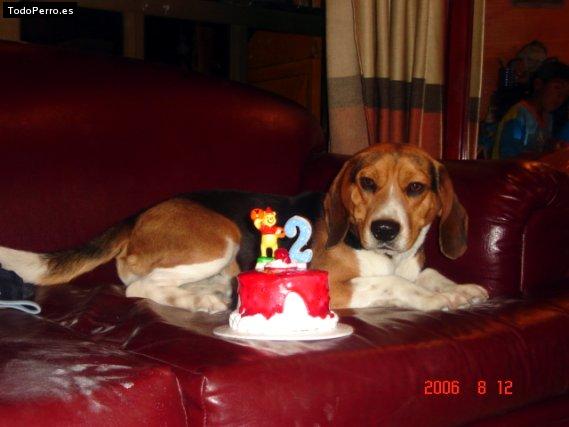 La foto del perro