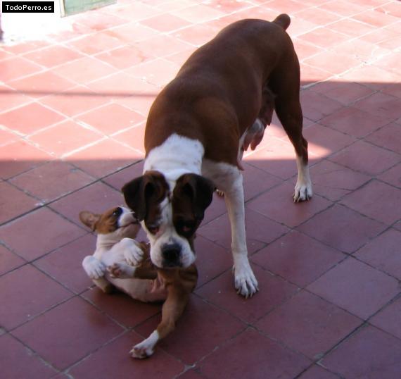 La foto del perro