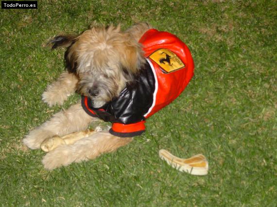 La foto del perro