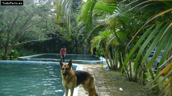 La foto del perro