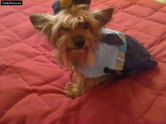 La foto del perro