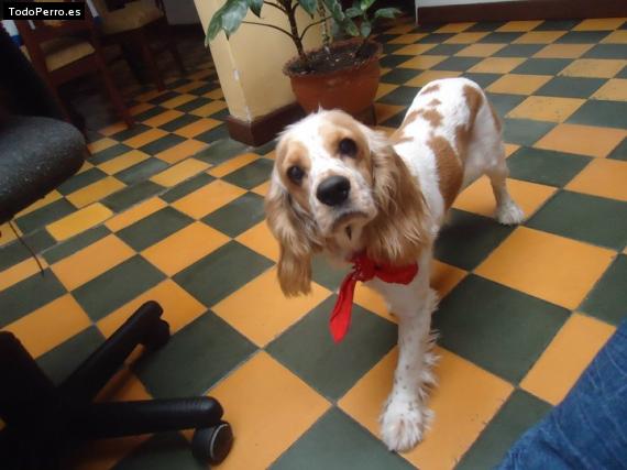 La foto del perro