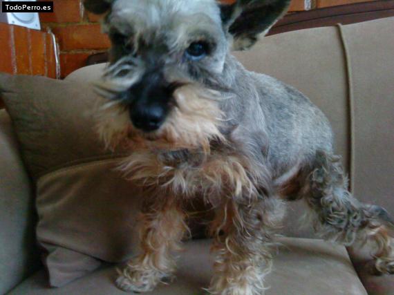 La foto del perro