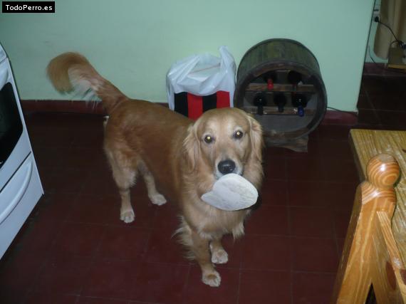 La foto del perro
