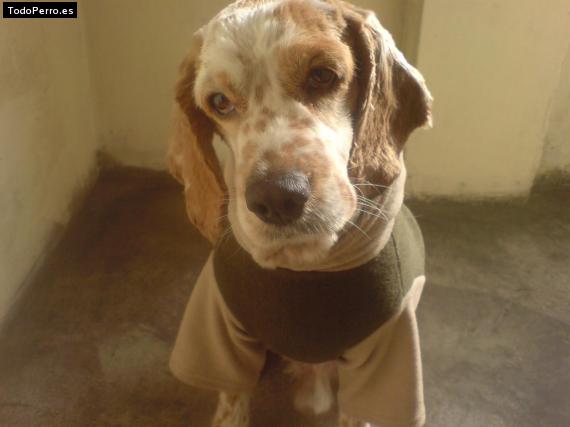 La foto del perro