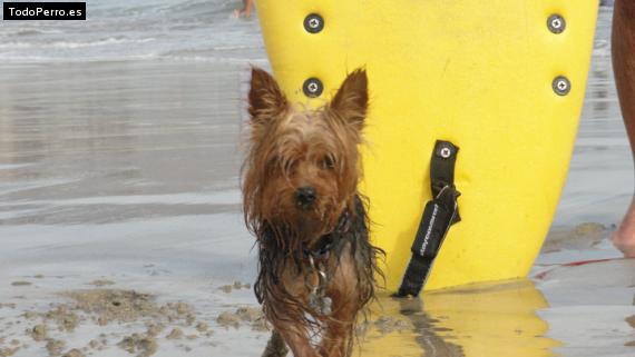 La foto del perro
