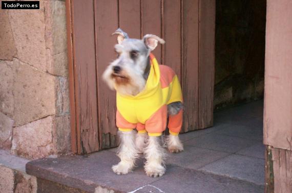 La foto del perro